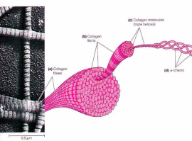GIÁ TRỊ VÀNG CỦA COLLAGEN